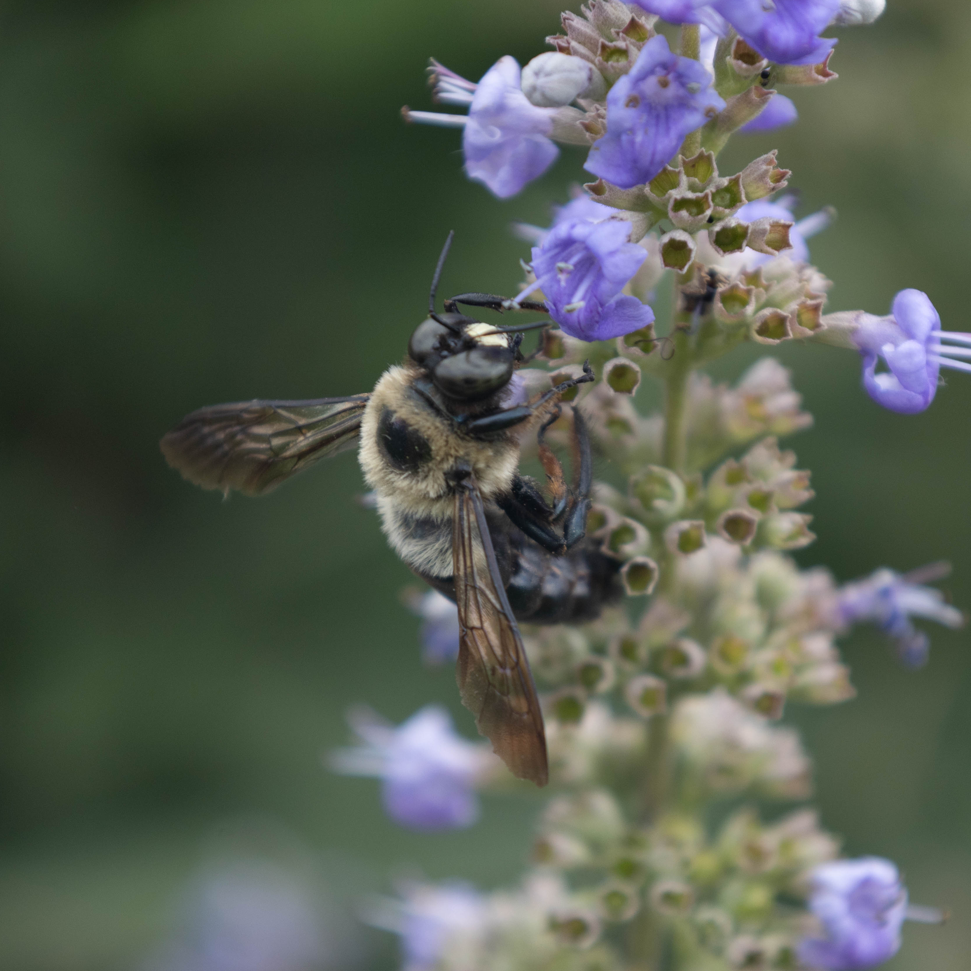 Bee
