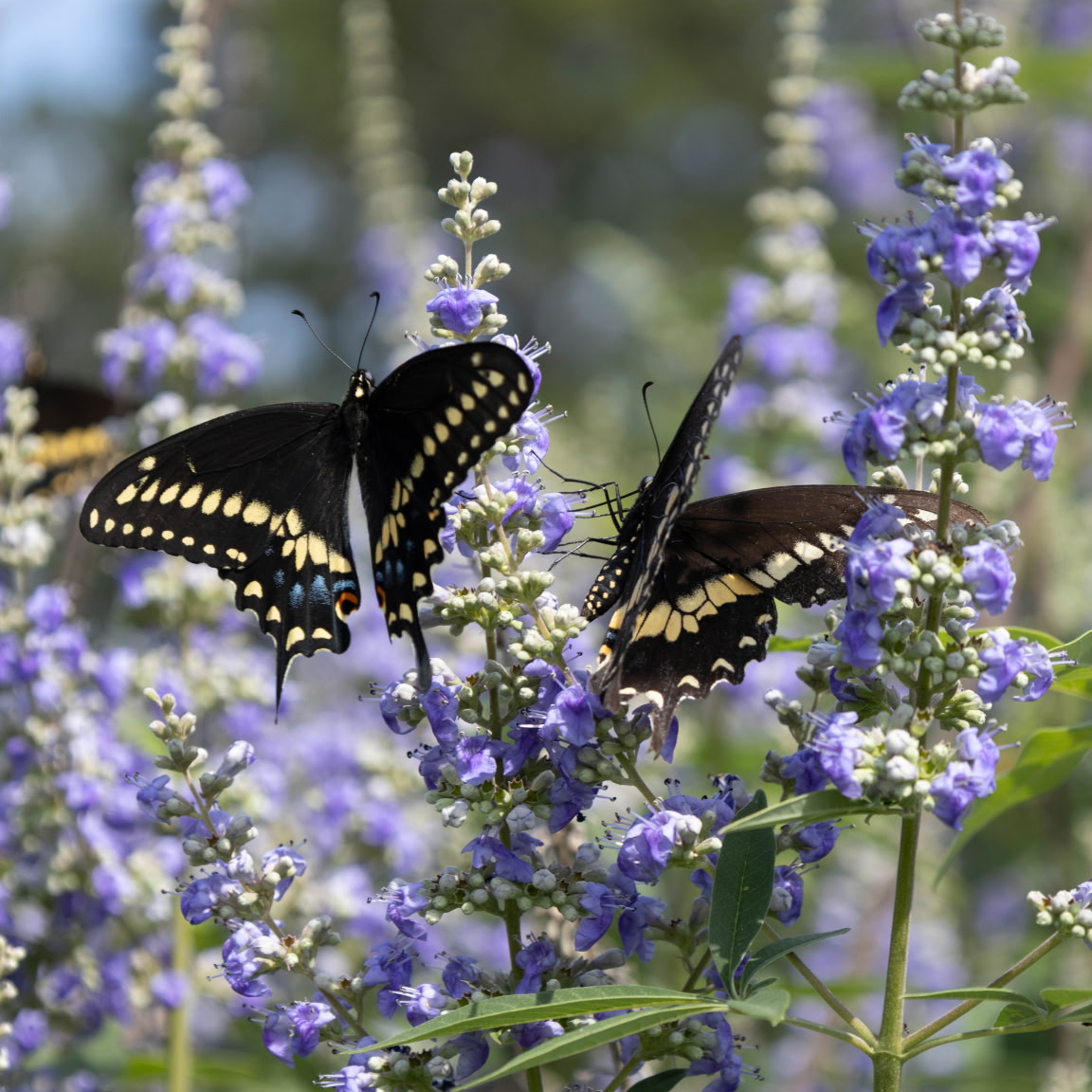 Butterflies