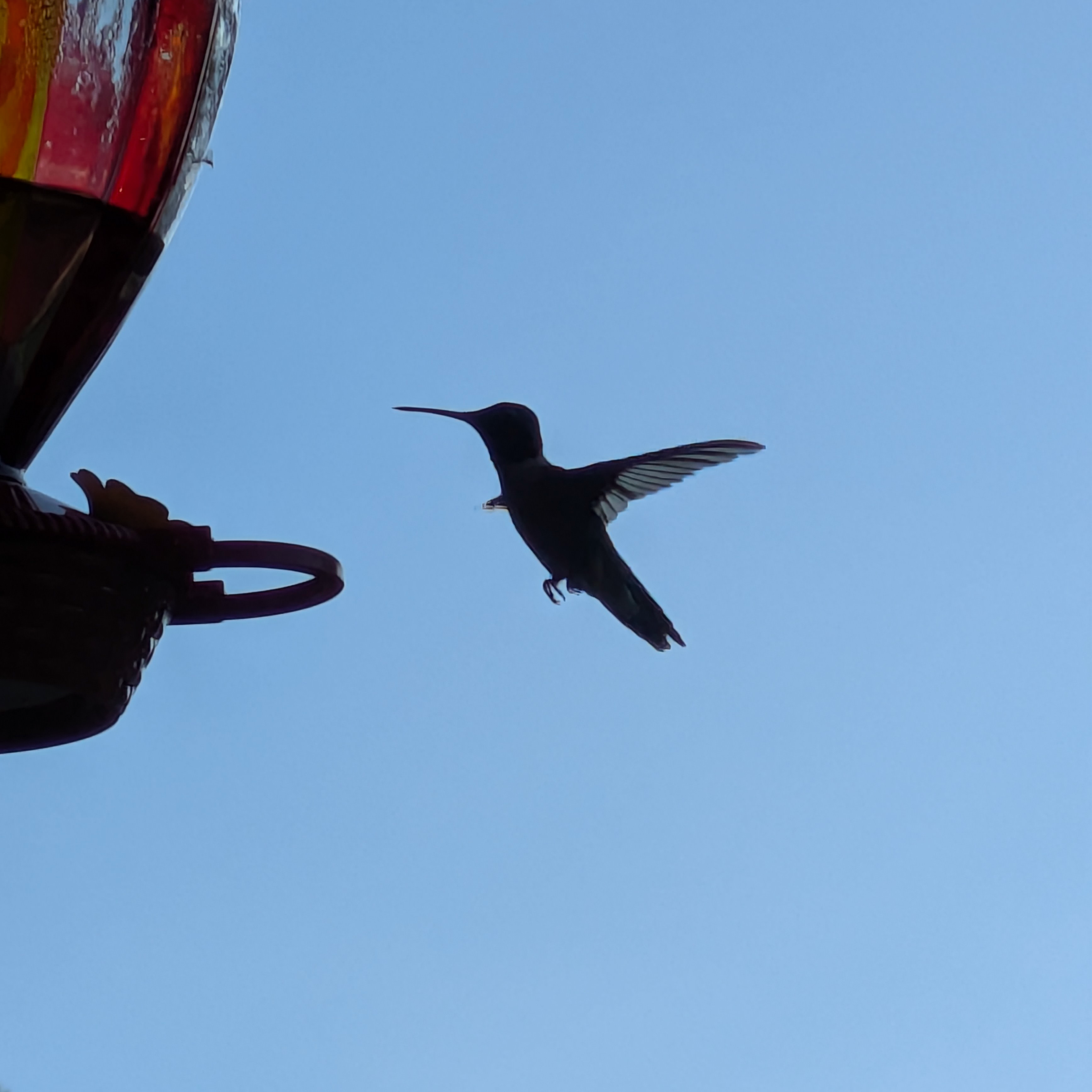 Humming Bird